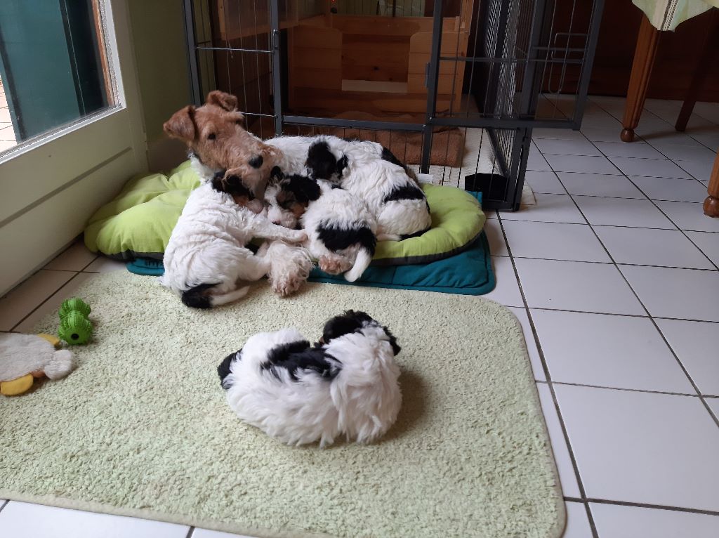 De Montceleux - Fox Terrier Poil Dur - Portée née le 05/11/2019